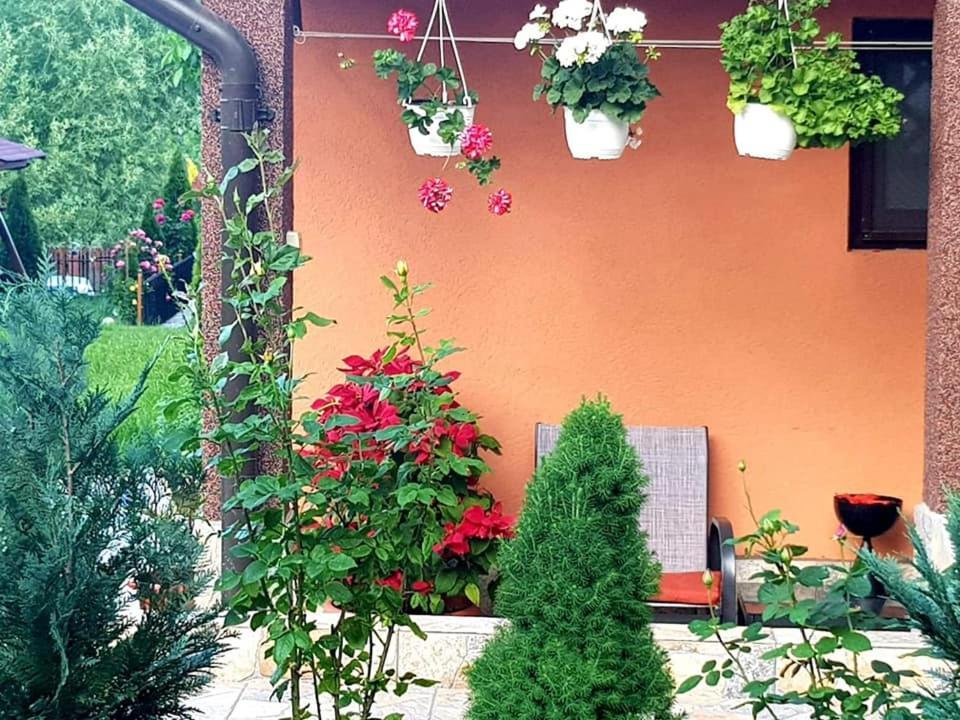 מלון Sărata-Monteoru Casa Alex מראה חיצוני תמונה